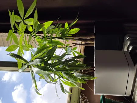 گلدان طرح مکعب مدل مهرنی 15-104