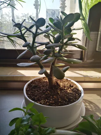 گیاه طبیعی یشم مدل F-06