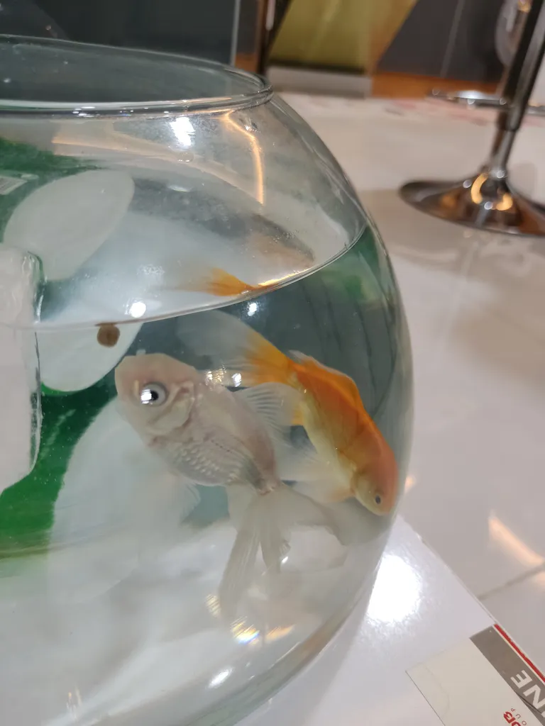 غذای ماهی قرمز مدل RED FISH FOOD وزن 20 گرم