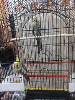 قفس عروس هلندی مدل 1034