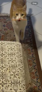 تجریه خرید بشقاب پرنده مدل یوفو بسته 5 عددی