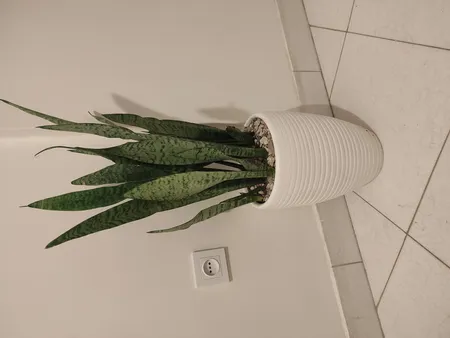 گیاه طبیعی سانسوریا کد AS-27