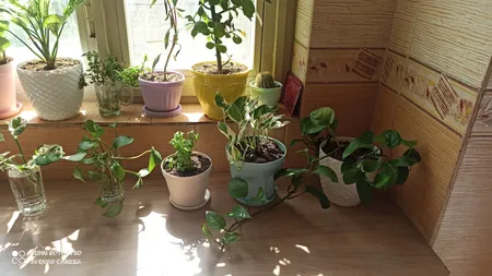 گلدان مدل 25