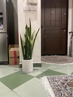 گل طبیعی سانسوريا ابلق تافکو مدل غلاف کد 3x