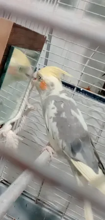 اسباب بازی پرندگان کد AL118