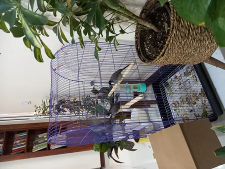 قفس عروس هلندی مدل 1034