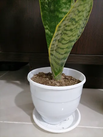 گلدان طرح ارکیده کد 164