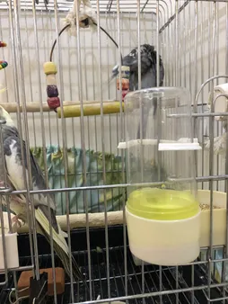 محلول مولتی ویتامین پرندگان کوچک ویتاماین مدل SMLBRD حجم 60 میلی لیتر