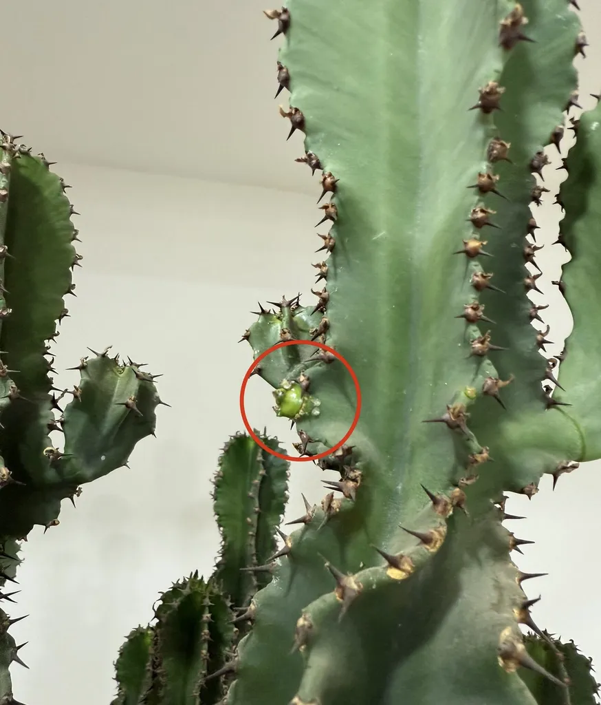 پروژکتور رشد گیاه 50 وات مدل PL