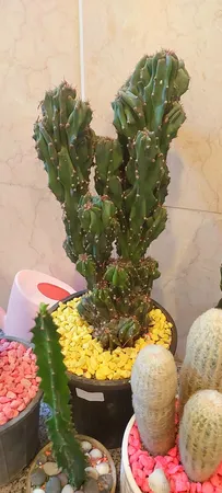 شن تزیینی آکواریوم مدل SAND-05 وزن 1 کیلوگرم