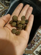 تجریه خرید غذای خشک سگ نوتری پت مدل Adult 21Percent Probiotic وزن 2 کیلوگرم