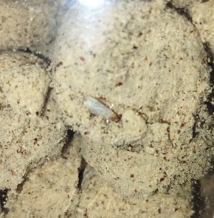 حبه سنجد ممتاز سرمد - 250 گرم بسته 2 عددی