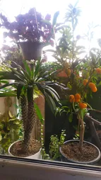 گیاه طبیعی نخل ماداگاسکار تافکو کد 2038