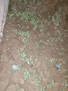 تجریه خرید بذر ریحان سبز بذر طلایی برتر کد BZT-93