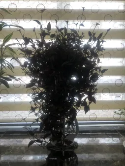 استند گلدان پلی نایس مدل 005 سایز کوچک