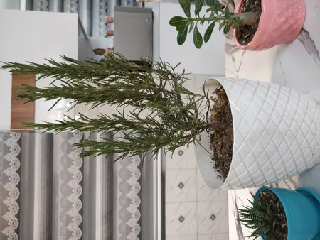 گیاه طبیعی رزماری کد yt40