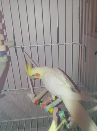 اسباب بازی پرندگان مدل 3068