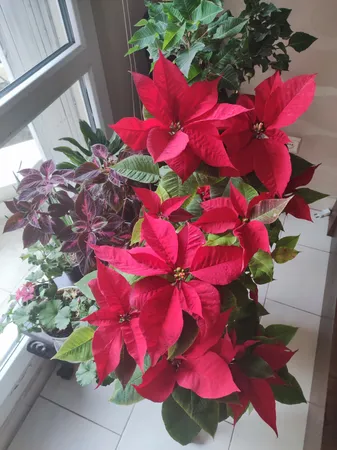 گل طبیعی بنت قنسول کد 105