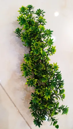 گیاه تزیینی آکواریوم مدل چمن خطی مونت کارلو