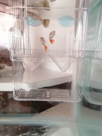 زایشگاه ماهی رویال مدل sn_113