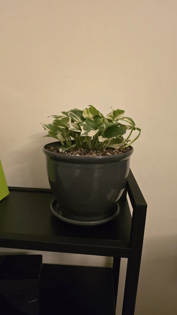 گیاه طبیعی پتوس ارتشی بنیس فلاور مدل P-91