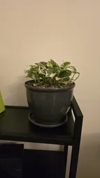 گیاه طبیعی پتوس ارتشی بنیس فلاور مدل P-91