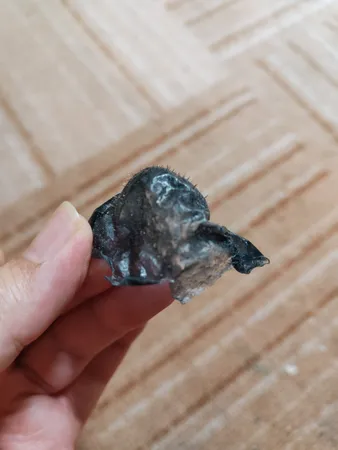 ماسک زغال Sevda حجم 75 میلی لیتر