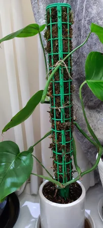 قیم بند مدل پایه دار با خزه بسته 2 عددی