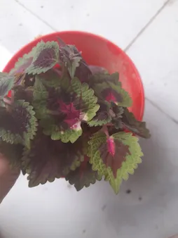 گلدان طرح ارکیده کد 164