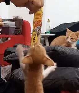 تجریه خرید تشویقی گربه بادو مدل بستنی طعم ماهی بونیتو وزن 60 گرم بسته 4 عددی