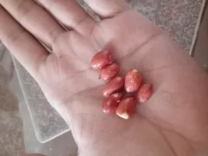 تجریه خرید بادام زمینی 125 - 400 گرم