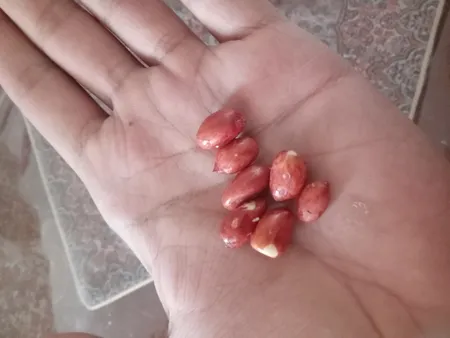 بادام زمینی 125 - 400 گرم