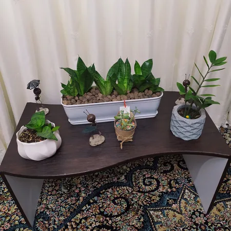 گیاه طبیعی سانسوریا مدل پاکوتاه