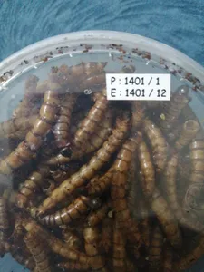 تجریه خرید غذای تشویقی مرغ مینا ولکانو سوپرورم کد SWM70 وزن 70 گرم