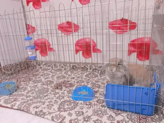 پارک سگ کد 01