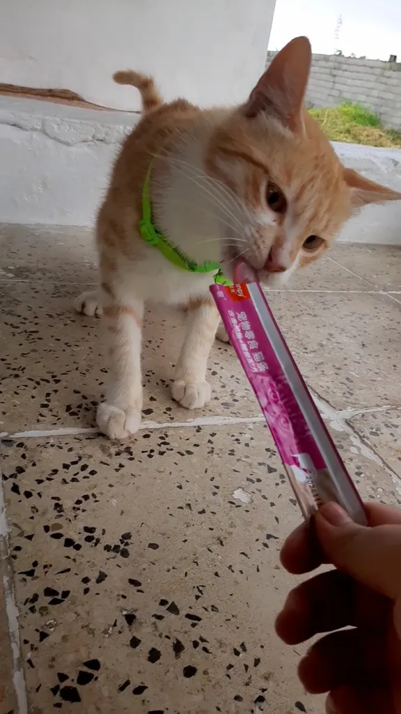 بستنی گربه ونپی مدل صورتی ماهی تن و کاد وزن 70 گرم