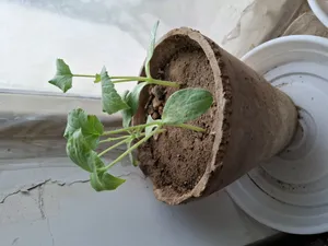 تجریه خرید بذر خیار چنبر گیلدا کد 630