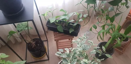 گلدان مدل پلاستیکی مستطیلی کد 603