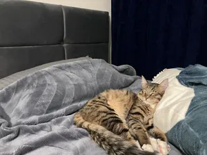 تجریه خرید تخت خواب دونفره مدل اریکه سایز 200x180 سانتی متر