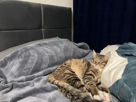 تخت خواب دونفره مدل اریکه سایز 200x180 سانتی متر