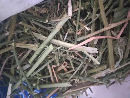 یونجه جوندگان مدل نوین وزن 1000 گرم