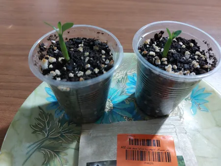 بذر بنسای آدنیوم زرد سانیا سید مدل A02