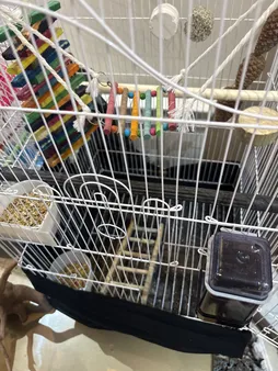 قفس عروس هلندی مدل 1034