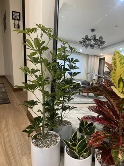 گل طبیعی شفلرا ابلغ تافکو کد 2026