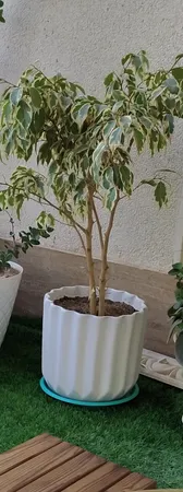 زیر گلدانی کد Z0025 بسته 6 عددی