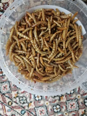 غذای تشویقی عروس هلندی ولکانو میلورم کد MWC60 وزن 60 گرم