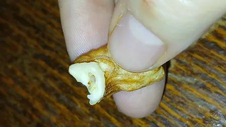 مغز گردو سفید صبحانه - 500 گرم