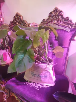 گیاه طبیعی برگ انجیری تخت کد P.A.028