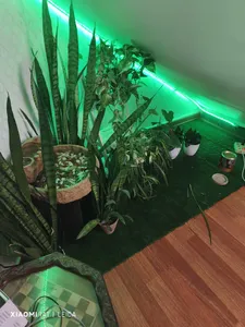 تجریه خرید چمن مصنوعی مدل موکتی بهاری A8 سایز 1×2 متر