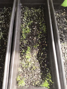 تجریه خرید بذر گل بگونیا عروس سفید سانیا سید مدل S8